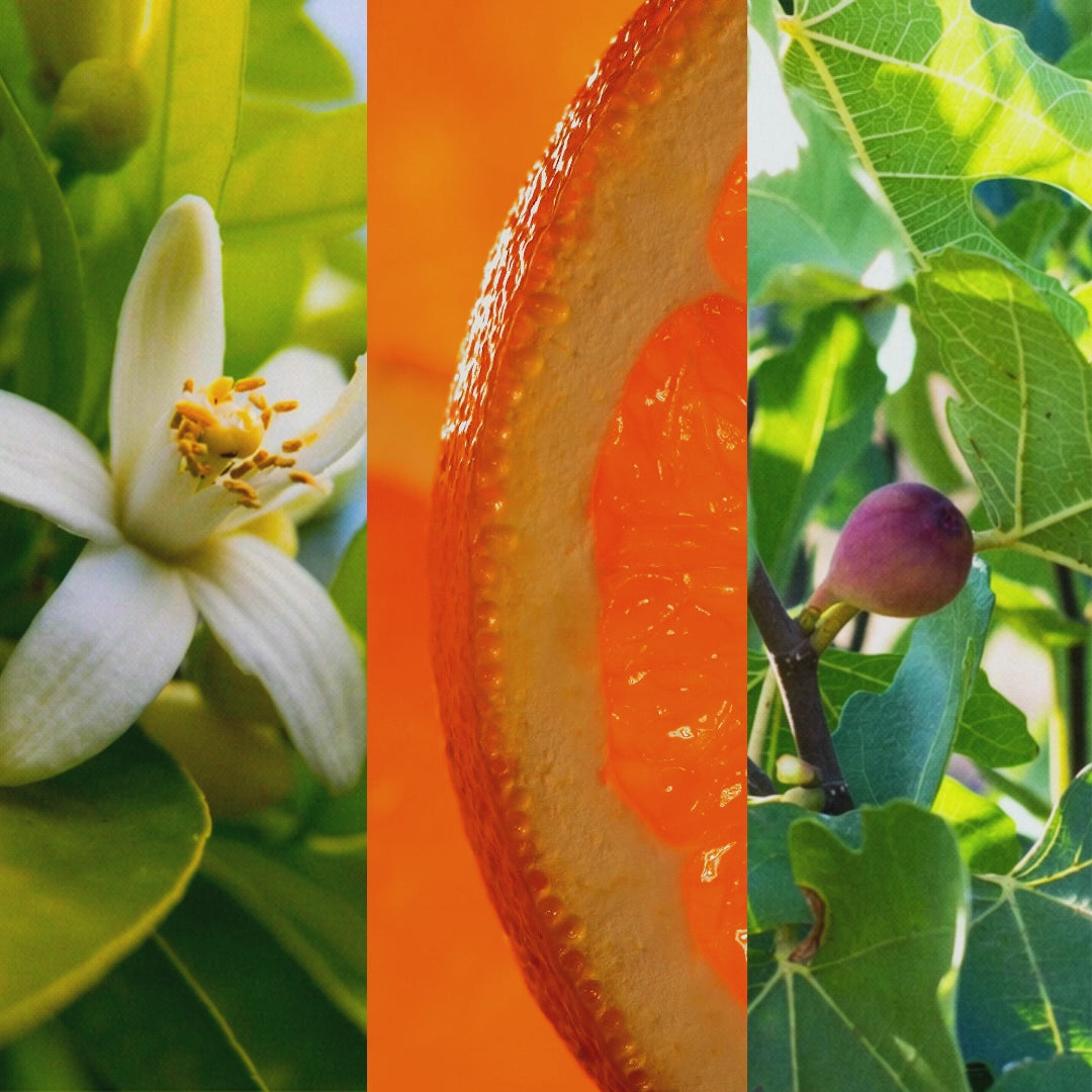 AMANTE Andalousie - les matieres premieres naturelles de l'eau de parfum FiiLiT en video