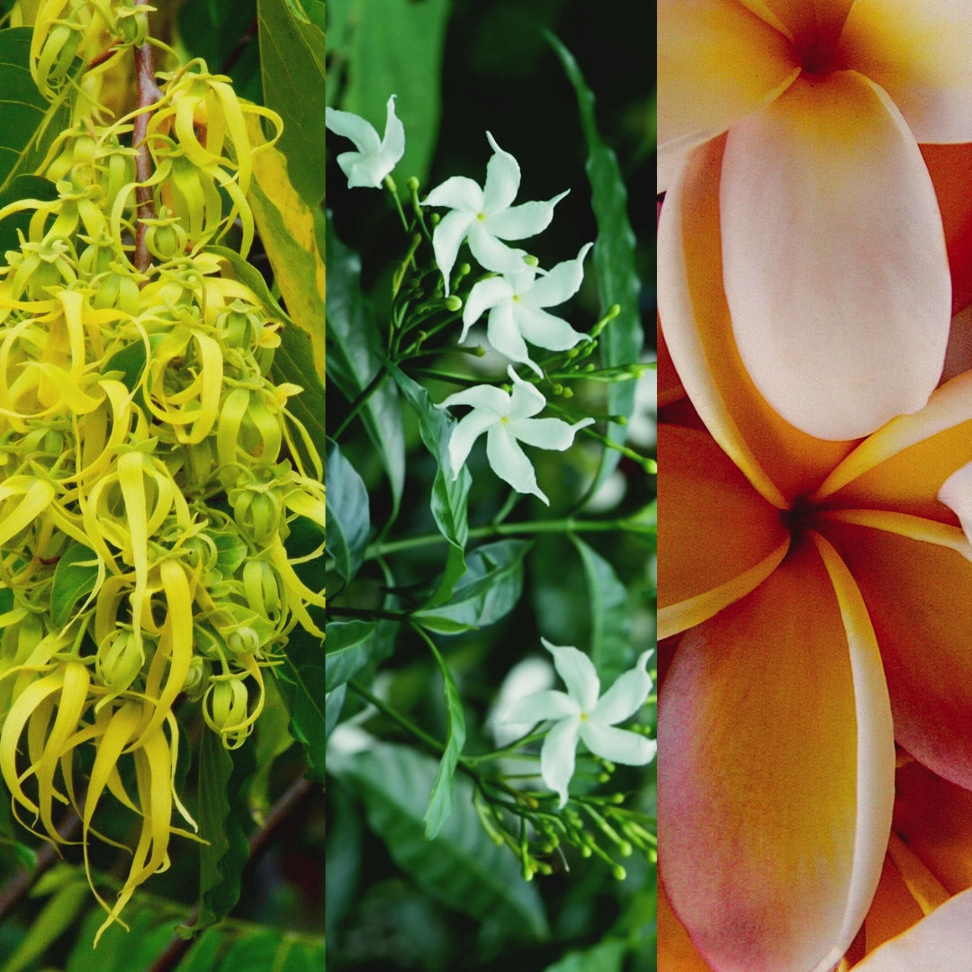 SURYA Bali - les matieres premieres naturelles de l'eau de parfum FiiLiT en video