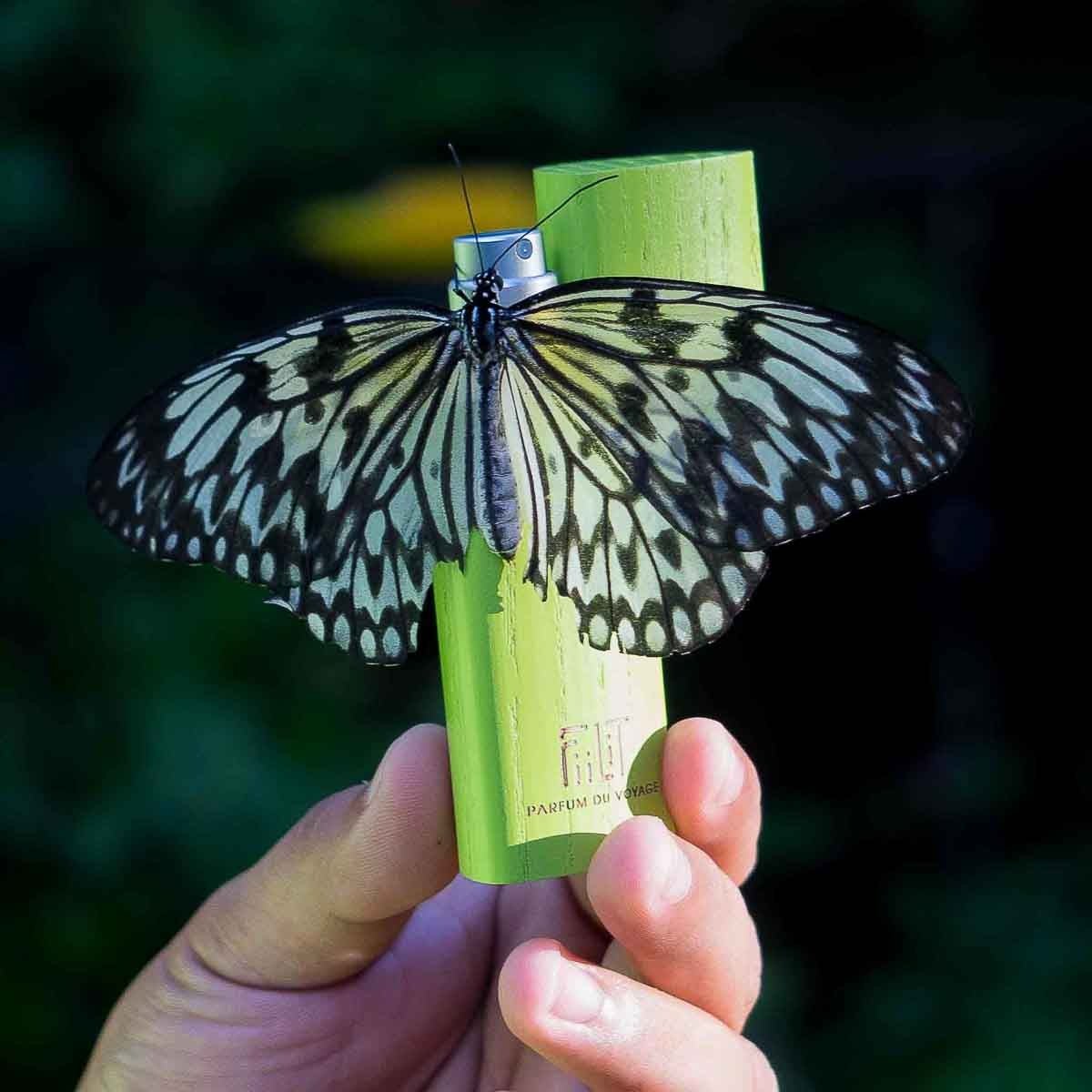 SAUDADE - AMAZONIA Eau de Parfum - FiiLiT Parfum du voyage50mLEau de Parfum SAUDADE - AMAZONIA